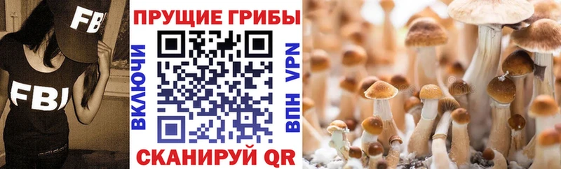 Купить  Асбест  Галлюциногенные грибы Cubensis 